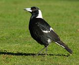 Australian Magpie 9P018D-039